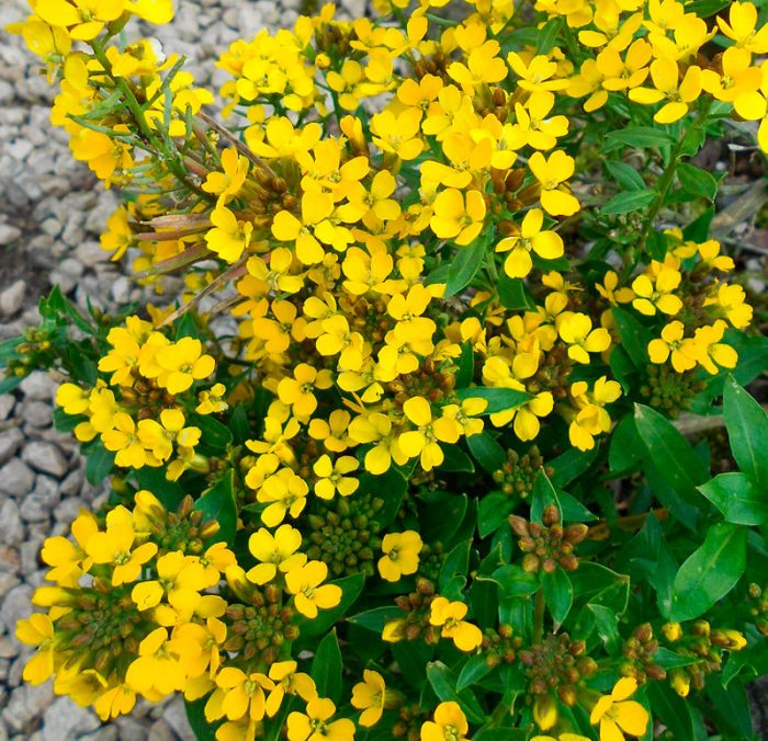 Cheiranthus alpinus