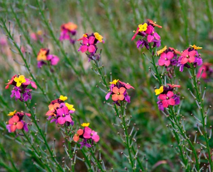 Cheiranthus variable