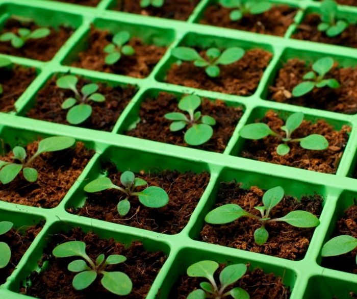 Petunia - foto, cuidados, tipos, descripción, propagación