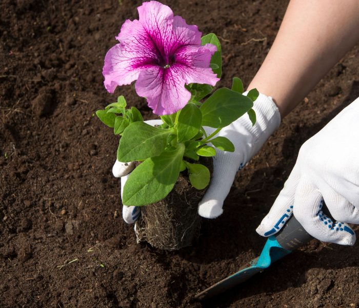 Petunia - foto, cuidados, tipos, descripción, propagación