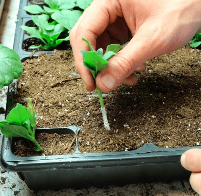 Petunia - foto, cuidados, tipos, descripción, propagación