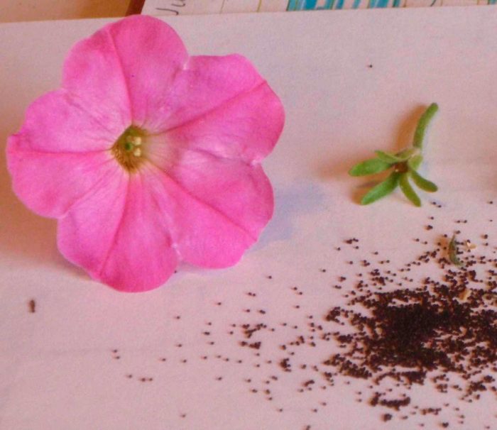 Petunia - foto, cuidados, tipos, descripción, propagación