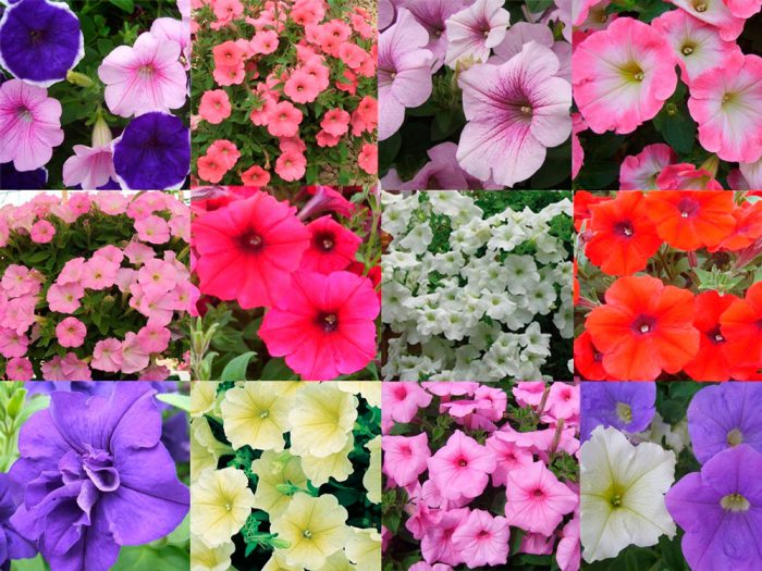 Tipos y variedades de petunias con fotos y nombres.