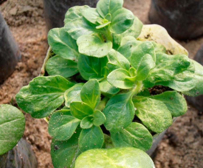 Petunia - foto, cuidados, tipos, descripción, propagación