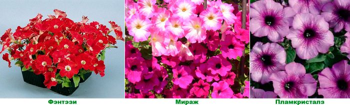 Petunias multifloras
