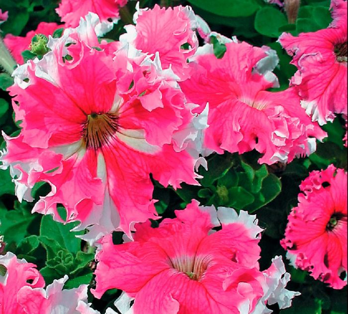 Petunia - foto, cuidados, tipos, descripción, propagación