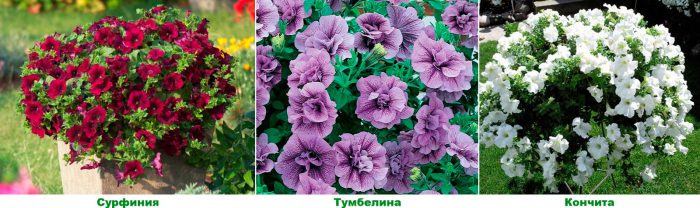 Grupo de petunias de jardín