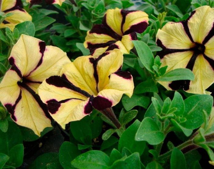Petunia - foto, cuidados, tipos, descripción, propagación