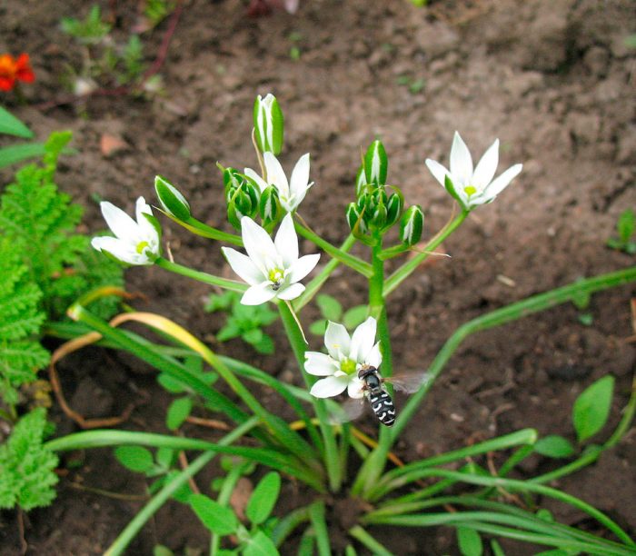 Ornithogalum - foto, cuidados, especie, descripción, reproducción