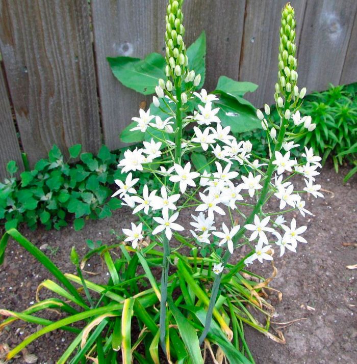 Ornithogalum - foto, cuidados, especie, descripción, reproducción