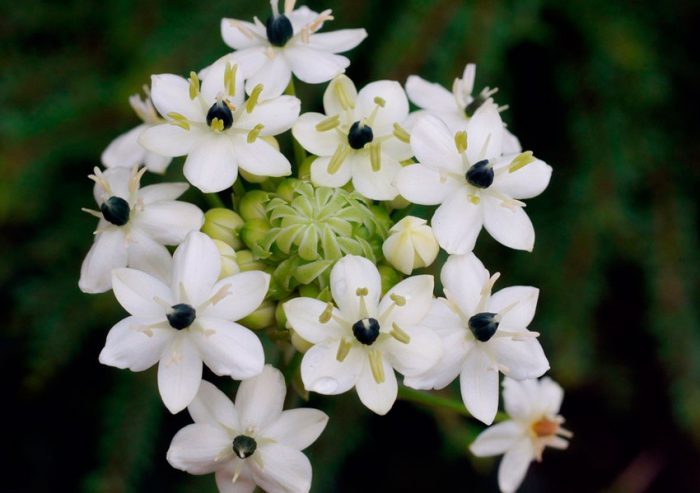 Ornithogalum árabe