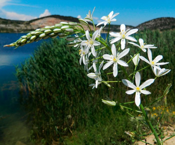 Ornithogalum - foto, cuidados, especie, descripción, reproducción