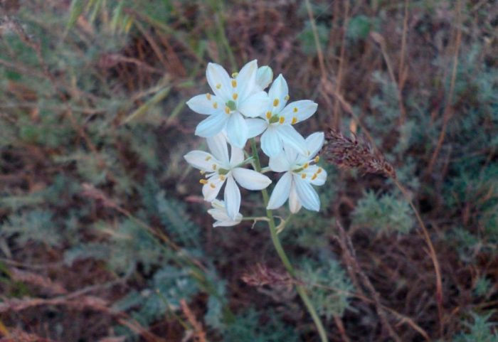 Ornithogalum fischerii
