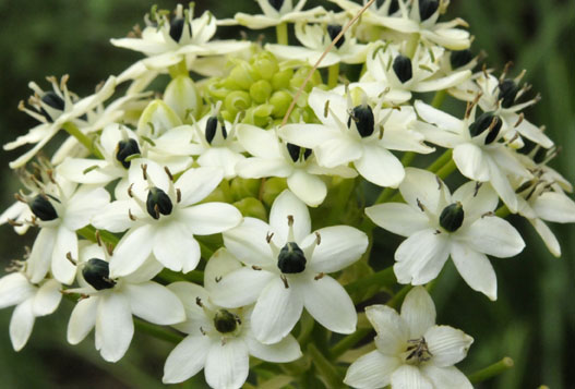 Ornithogalum saundersii