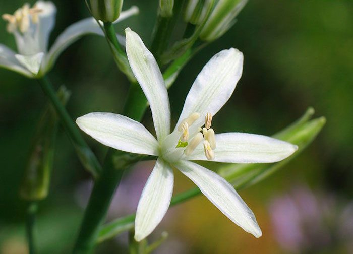Ornithogalum narbonneum