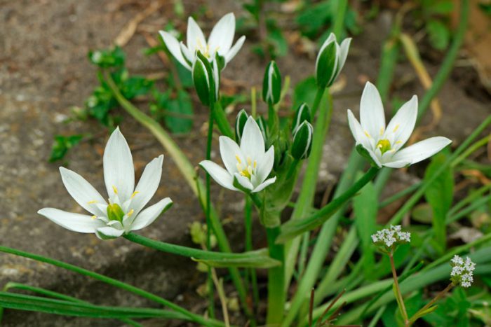 Ornithogalum umbellatum