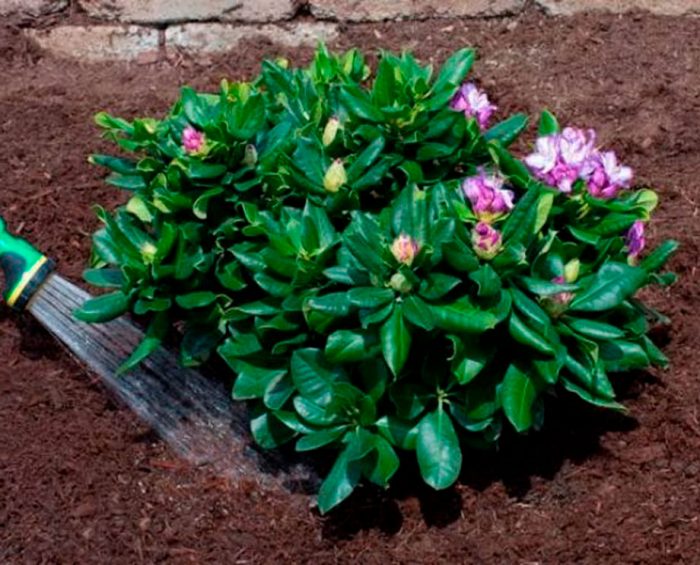 Rododendro - foto, cuidados, especies, descripción, propagación