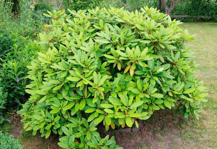 Rododendro después de la floración
