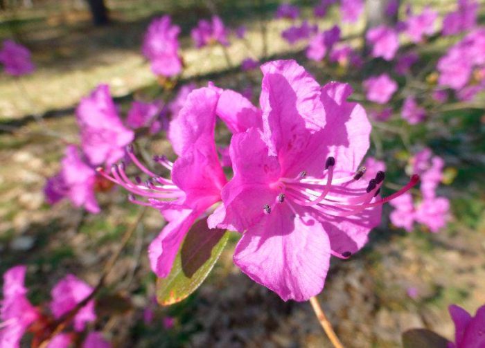 Rododendro daurica