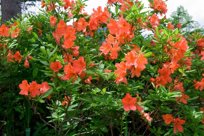 Rhododendron Japonés