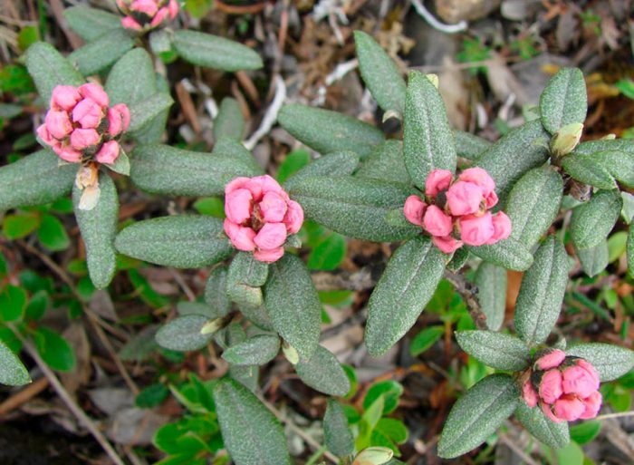 Rododendro de Adams