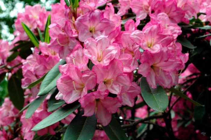 Híbrido de rododendro
