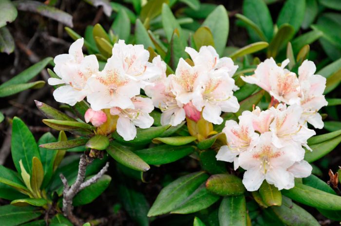 Rododendro caucásico