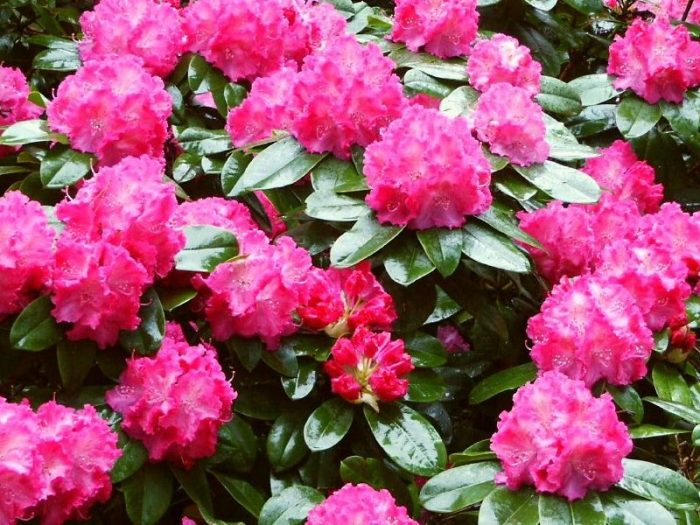 Rododendro en la región de Moscú