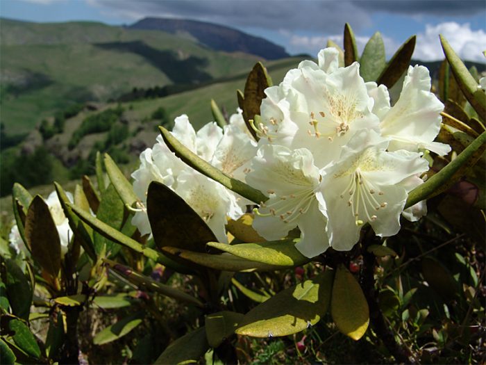 Propiedades útiles del rododendro