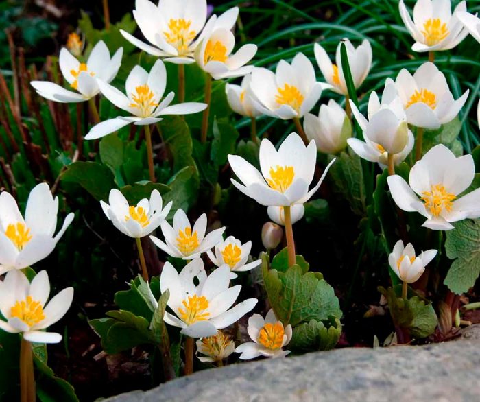 Sanguinaria - foto, cuidados, especie, descripción, reproducción