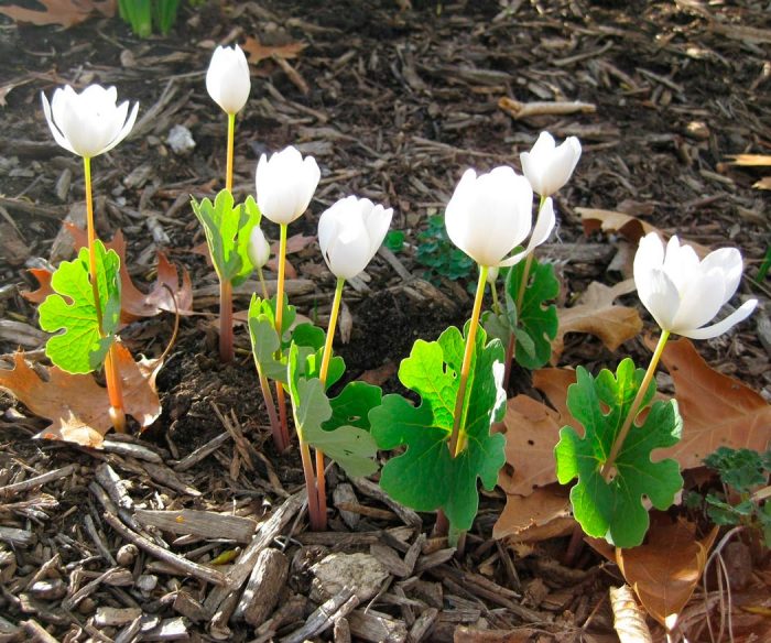 Sanguinaria - foto, cuidados, especie, descripción, reproducción