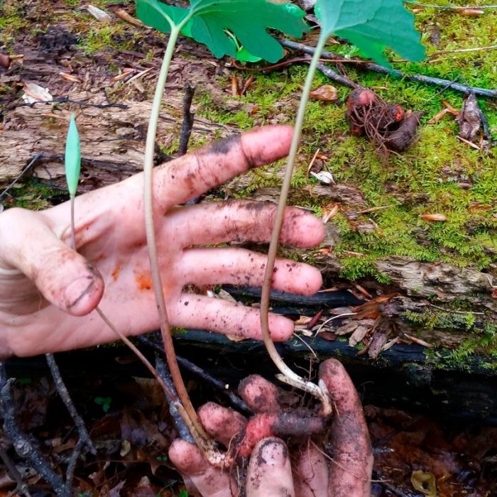Sanguinaria - foto, cuidados, especie, descripción, reproducción