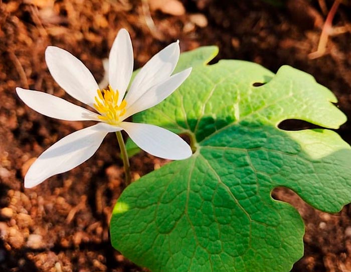 Sanguinaria - foto, cuidados, especie, descripción, reproducción