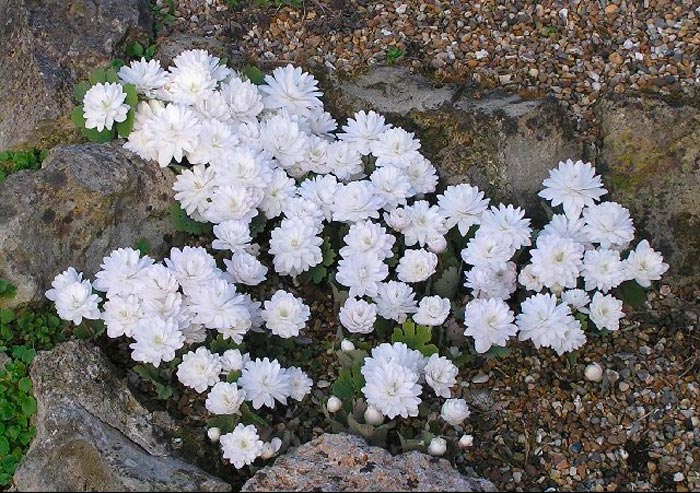 Flora Pleno