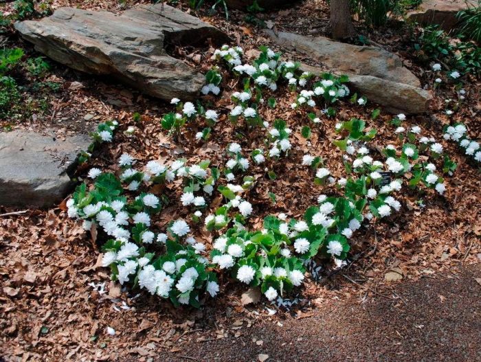 Sanguinaria - foto, cuidados, especie, descripción, reproducción