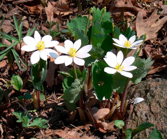Sanguinaria - foto, cuidados, especie, descripción, reproducción