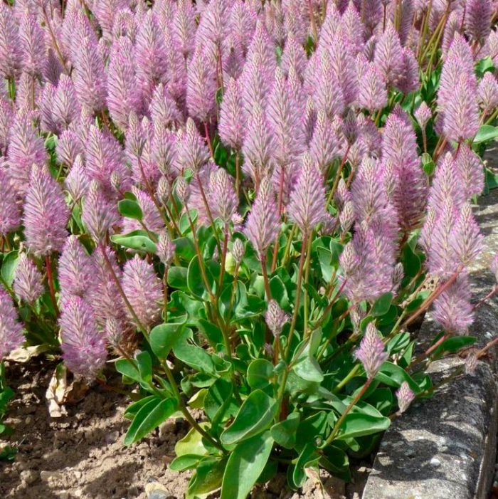 Ptilotus exaltata 'Alegría'