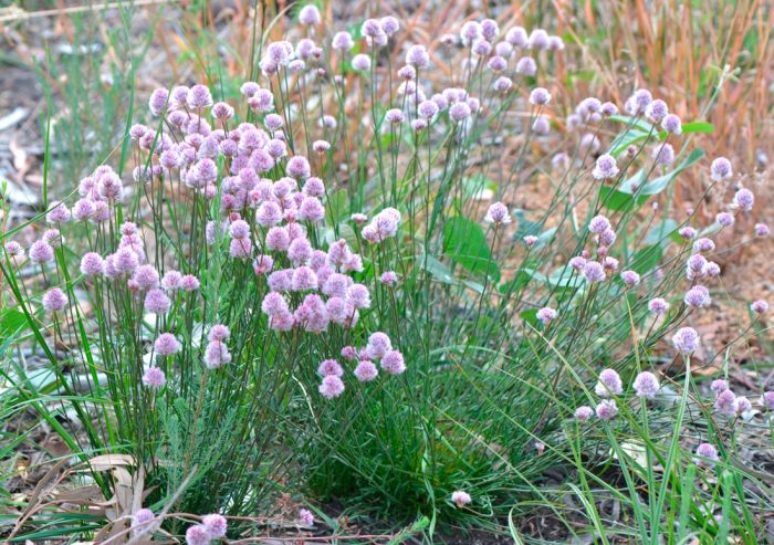Ptilotus Drumondii