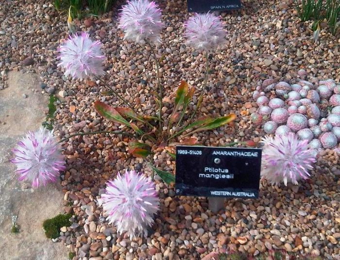Ptilotus distorsionado
