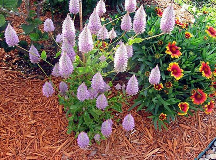 Ptilotus - foto, cuidados, especie, descripción, reproducción