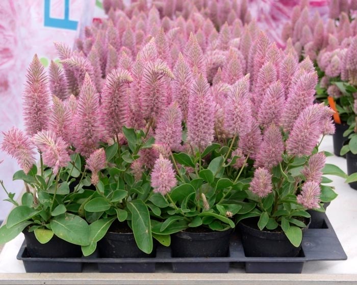 Ptilotus - foto, cuidados, especie, descripción, reproducción