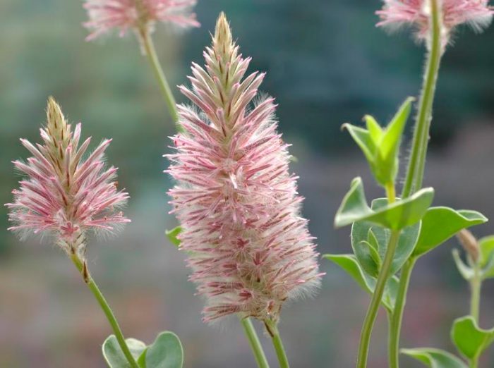 Ptilotus - foto, cuidados, especie, descripción, reproducción