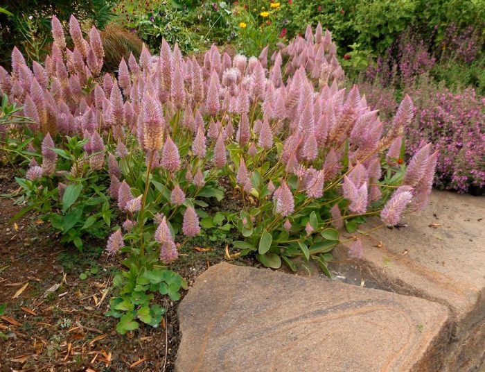 Ptilotus - foto, cuidados, especie, descripción, reproducción