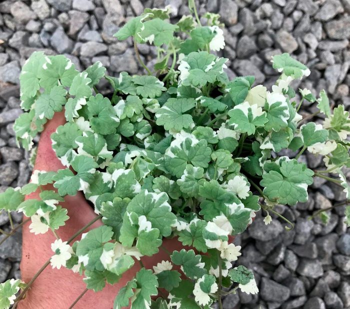 Hiedra terrestre 'Variegata'