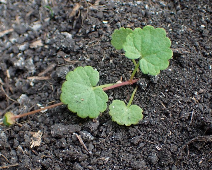 Hiedra terrestre: foto, cuidados, especies, descripción, propagación
