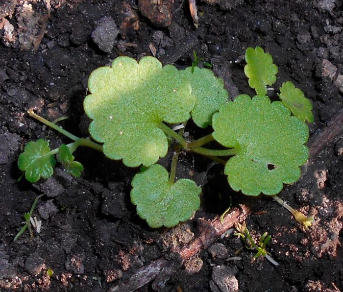 Hiedra terrestre: foto, cuidados, especies, descripción, propagación