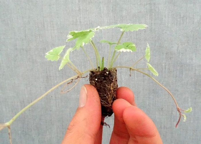 Hiedra terrestre: foto, cuidados, especies, descripción, propagación