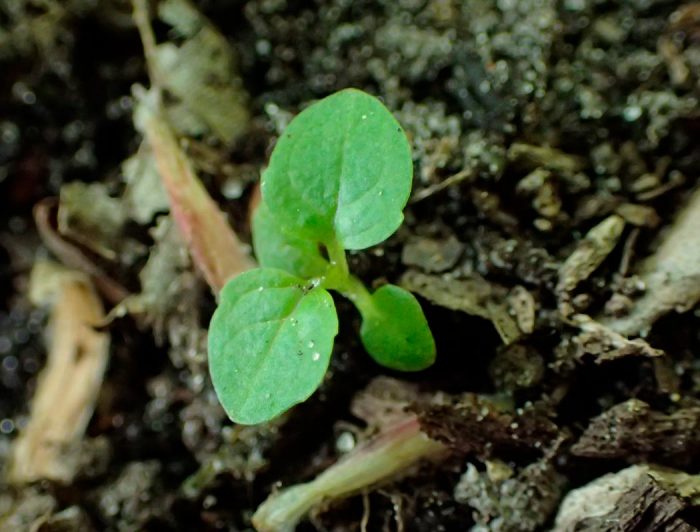 Hiedra terrestre: foto, cuidados, especies, descripción, propagación