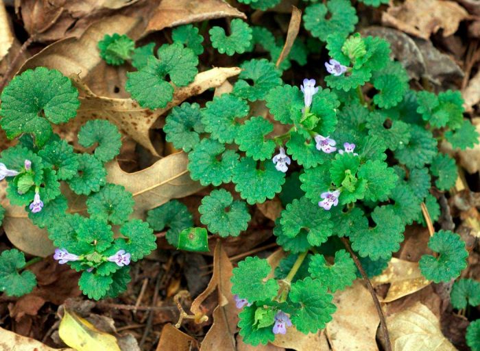Hiedra terrestre: foto, cuidados, especies, descripción, propagación