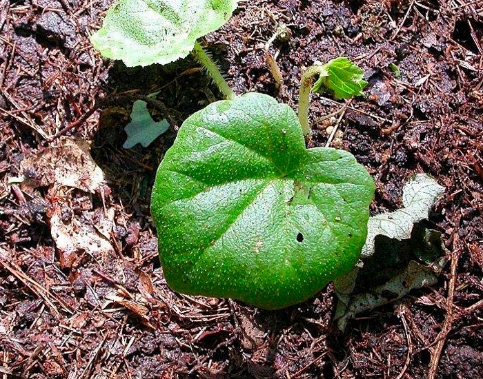 Astilboides - foto, cuidados, especie, descripción, reproducción
